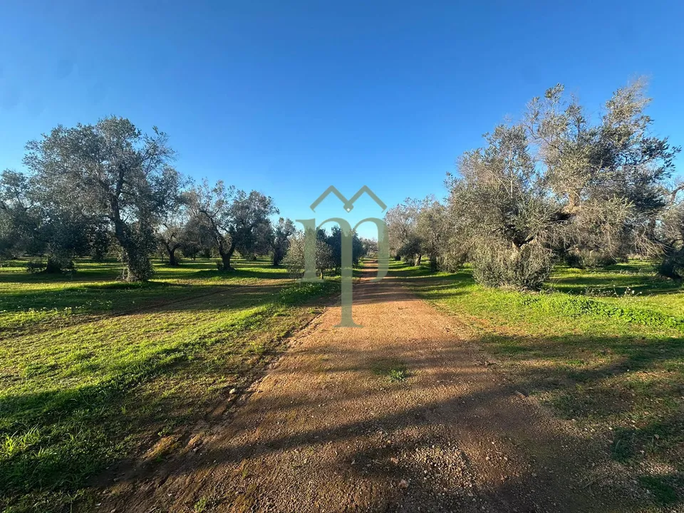 Helårsgrund i Carovigno, Brindisi - foto 3